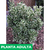 Evonymus maculata alba - Green Online