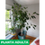 Ficus audrey - Green Online