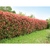 Photinia