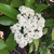 Imagen de Photinia