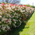 Photinia - comprar online
