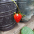 Frutilla