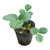 Frutilla - comprar online