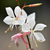 Gaura en internet