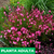 Imagen de Gaura