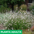 Gaura