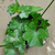 Geranio - Green Online