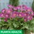 Gerbera - Green Online