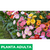 Gerbera - tienda online