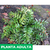 Helecho Piedra - tienda online