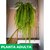 Helecho - Green Online