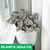 Hypoestes blanca - tienda online