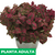 Hypoestes roja - Green Online