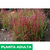 Imperata cylindrica en internet