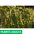 Jazmín amarillo - Green Online