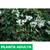 Jazmín de Madagascar - Green Online