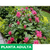 Justicia carnea - Green Online