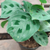 Marantha kerchoveana - comprar online