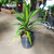 Dracaena kiwi - comprar online