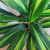 Dracaena kiwi en internet