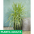 Dracaena kiwi - Green Online