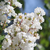 Arbol de Jupiter - comprar online