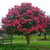Arbol de Jupiter - comprar online
