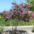 Arbol de Jupiter - Green Online