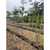 Arbol de Jupiter - tienda online