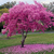Lapacho rosado - comprar online