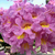 Lapacho rosado - Green Online