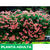 Malvon pensamiento mini - tienda online