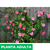 Dipladenia - Green Online