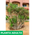 Marginata baja - Green Online