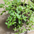 Menta peperina - comprar online