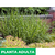 Miscanthus zebrina - Green Online