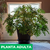 Misionero - Green Online