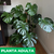 Monstera - tienda online