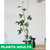 Monstera minima