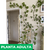 Imagen de Monstera minima