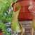 Nepenthes