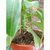 Nepenthes - Green Online