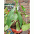 Nepenthes - tienda online