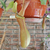 Nepenthes - comprar online