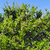 Oleo texano verde - comprar online