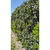 Oleo texano verde - comprar online
