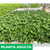 Oregano - Green Online