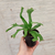 Asplenium Osaka - comprar online