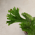 Asplenium Osaka en internet