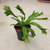 Asplenium Osaka - Green Online